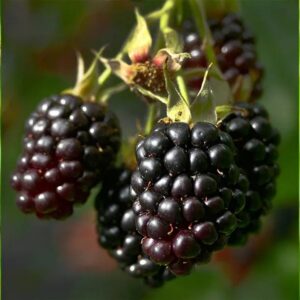 Ежевика Rubus fruticosus "Triple Crown"