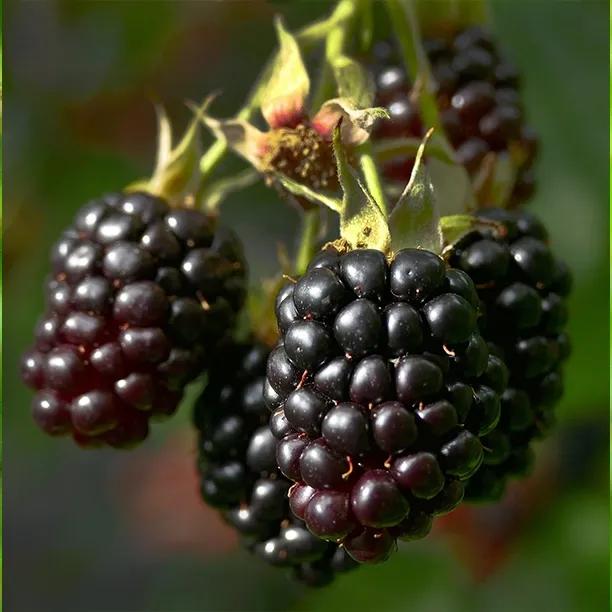 Blackberry Rubus fruticosus "Triple Crown"