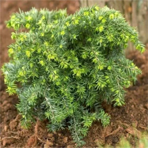 Tsuga canadensis "Jeddeloh"