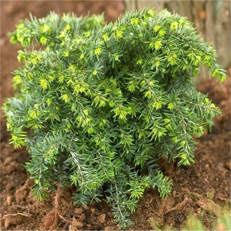 Tsuga canadensis "Jeddeloh"