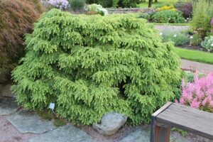 Tsuga canadensis "Jeddeloh" 9 cm pott