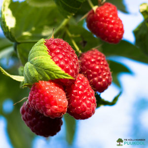 Rubus idaeus