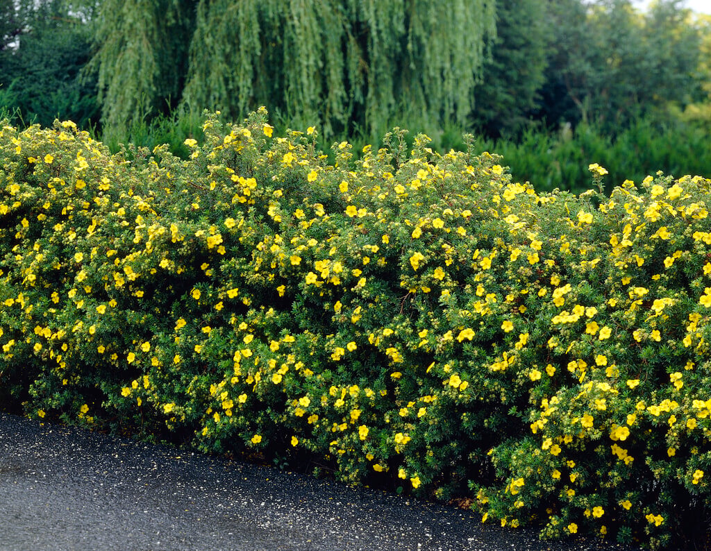Pensashanhikki Potentilla fruticosa