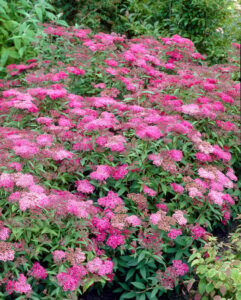 Spiraea japonica assortii