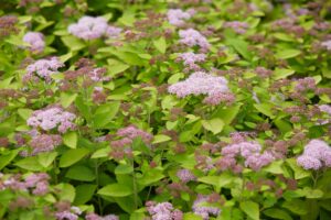 Spiraea japonica "Tracy" 15 cm pott