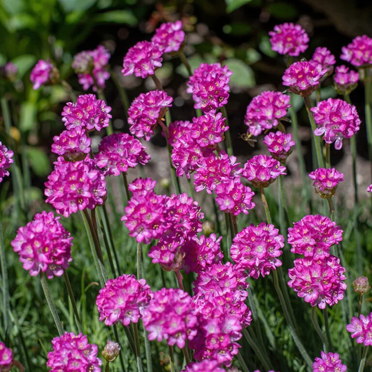 Armeria maritima "Splendens" vidēja